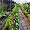 Robin Jenson grows a variety of veggies in his greenhouse